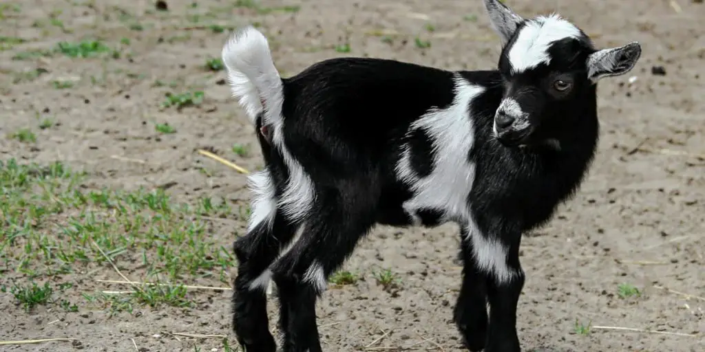 Why Do Goats Wag Their Tails