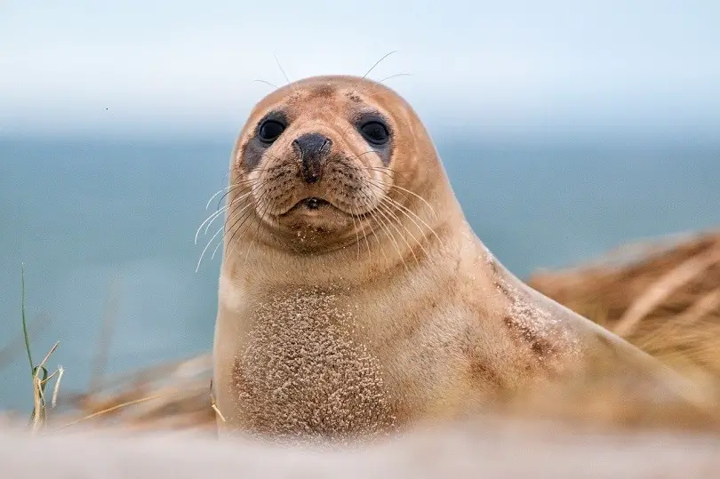 Why Seals Look Like Dogs