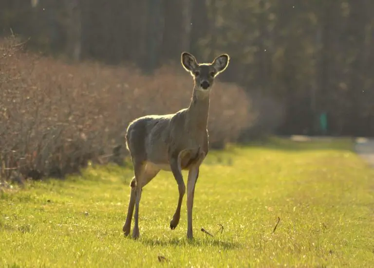 Why Do Deer Blow?