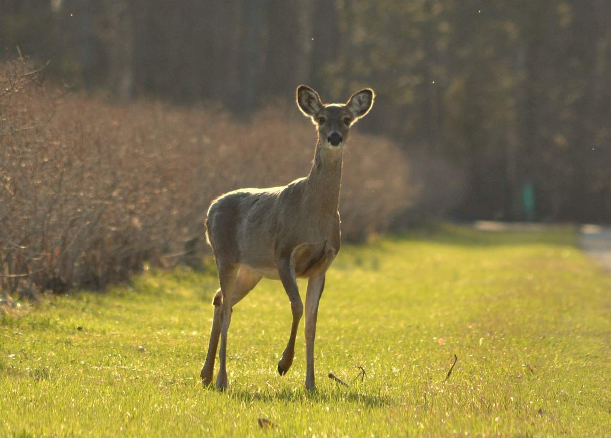 Why Do Deer Blow