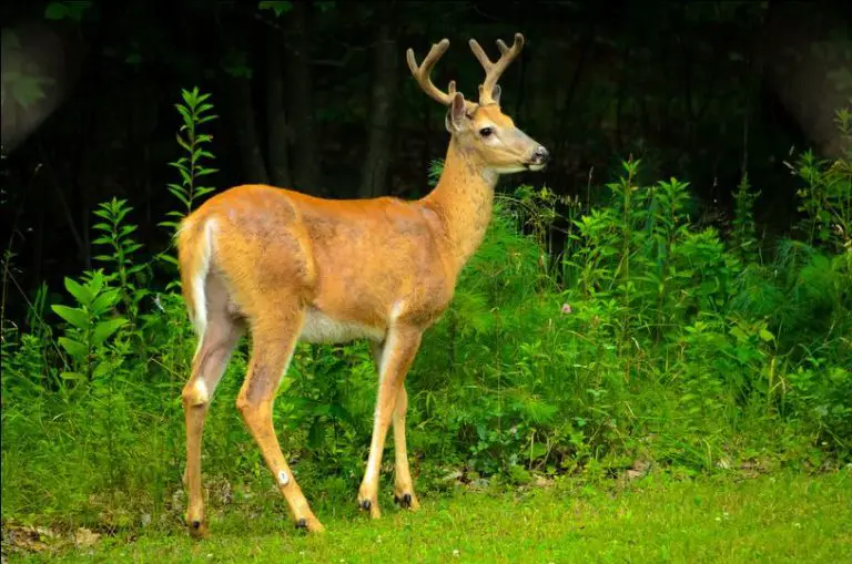 All About Why Do Deer Have White Tails