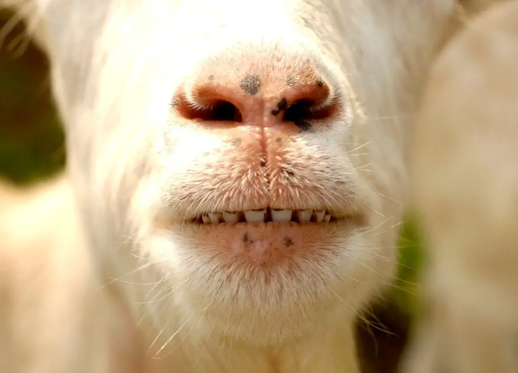 Do Goats Have Top Teeth