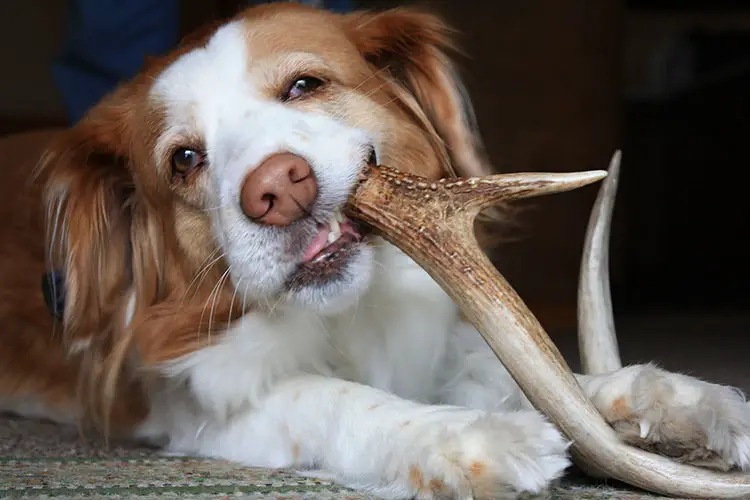 Pros and Cons of Deer Antlers for Dogs