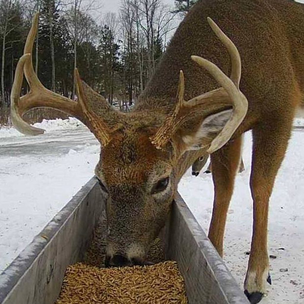 Can Deer Eat Rolled Oats