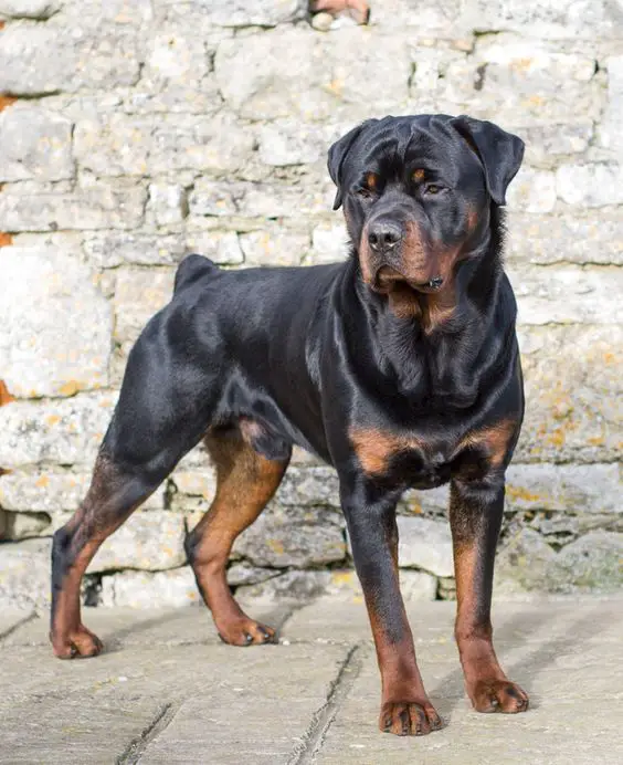 How Strong Is A Rottweiler?