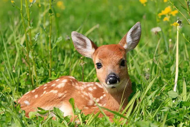 What is a Baby Red Deer Called