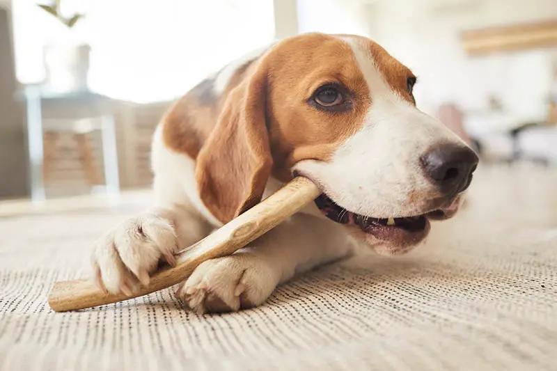 How To Soften Deer Antlers For Dogs