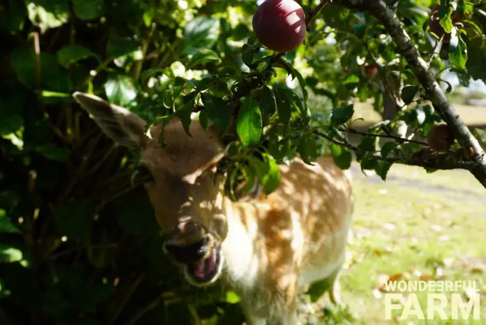 Do Deer Eat Plums