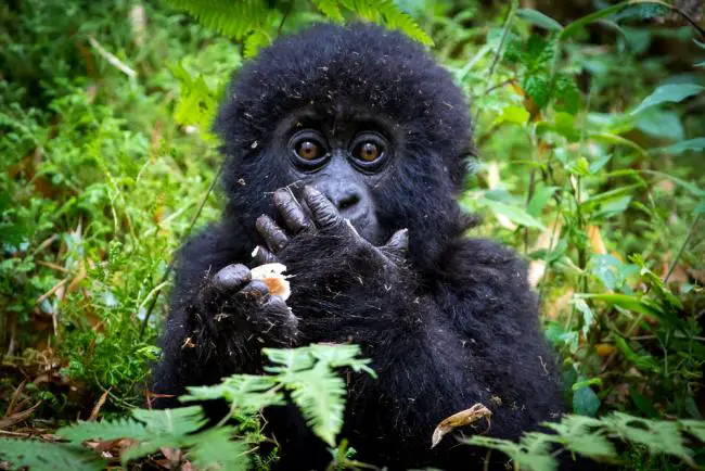 Can Gorillas Be Pets?