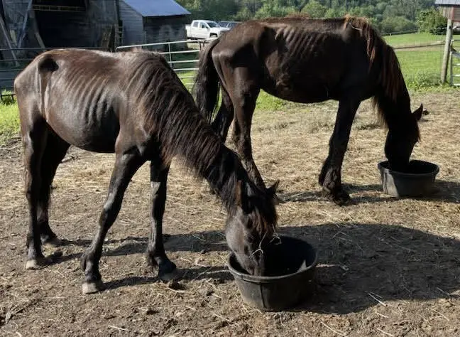 Can Horses Eat Rainy Hay? Discover the Truth!