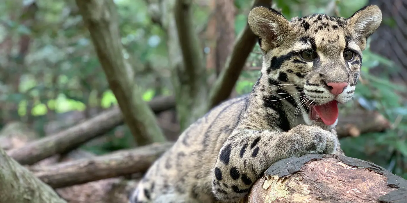 Can Leopards Be Pets? 12 Amazing Things About Raising Leopards!