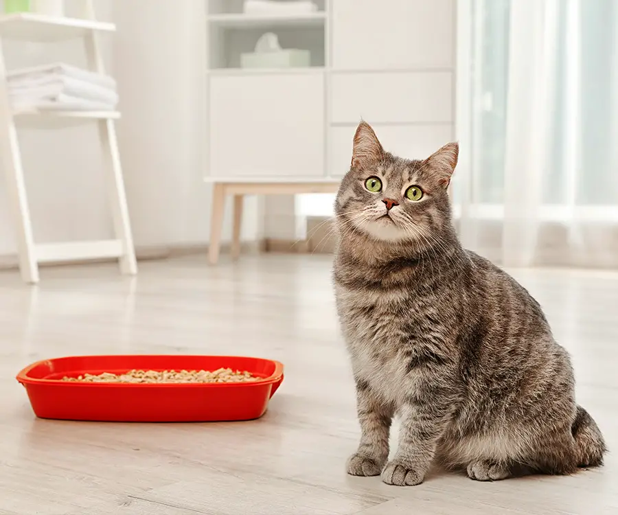 Why My Cat is Not Using the Litter Box