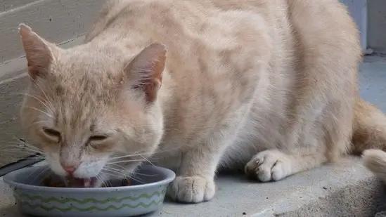 The Truth About Cats: Do They Live Longer on Wet Food?