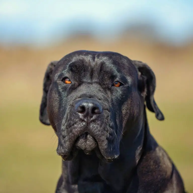 Unleashing the Power: English Mastiff Bite Strength and Other Shocking Facts!