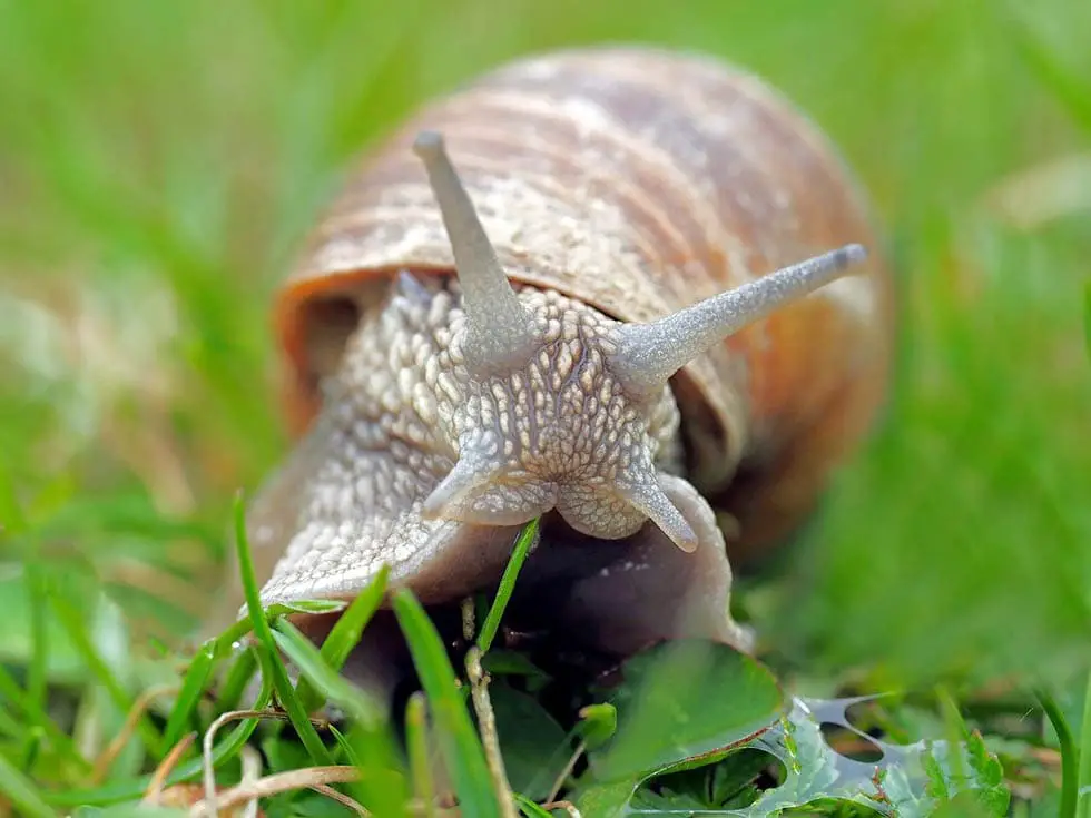 How Do Snails Eat