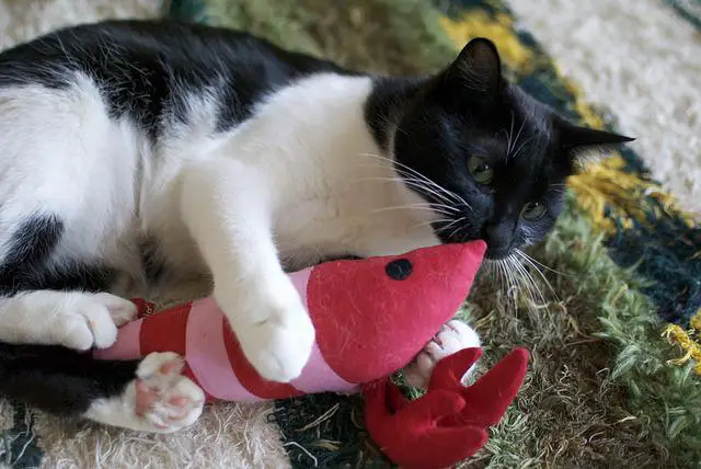 Why Do Cats Kick Their Toys?