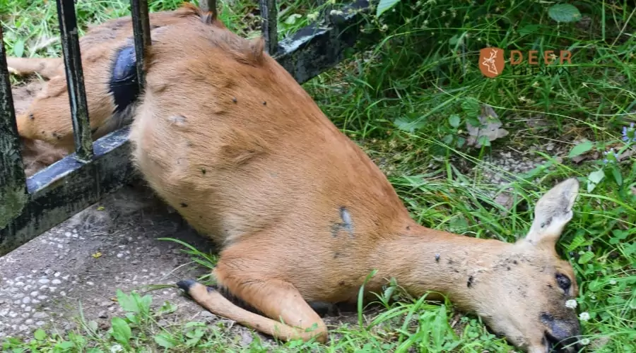 Dead Deer In Yard-What Are The Steps You Need To Take