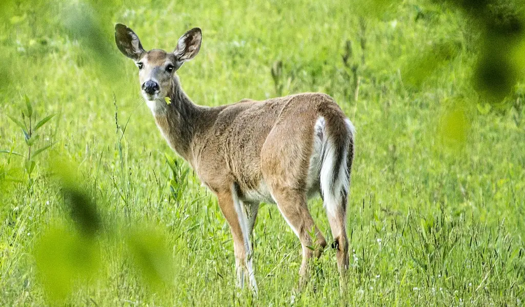 Why Do Deer Have White Tails