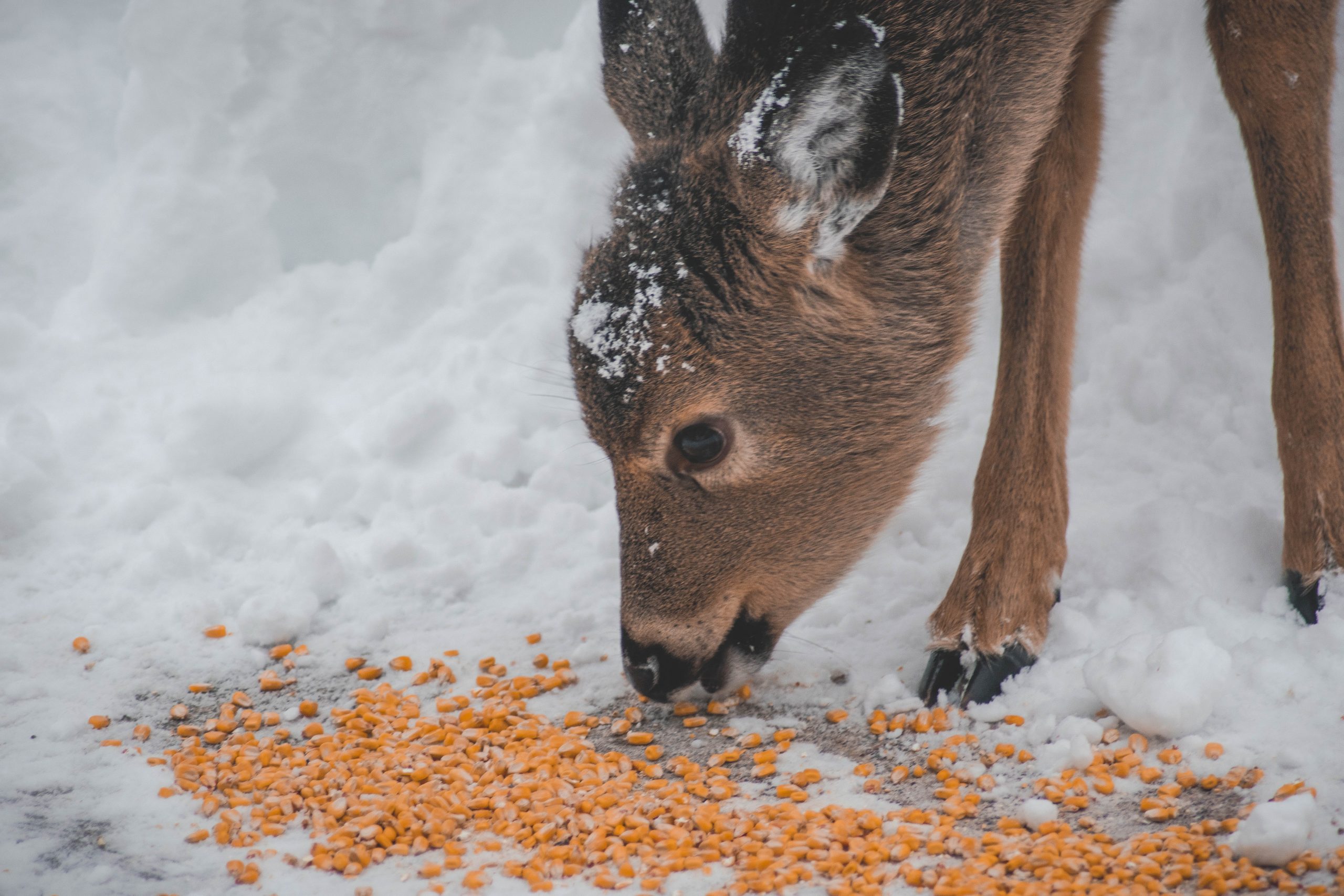 Can Deer Eat Rolled Oats