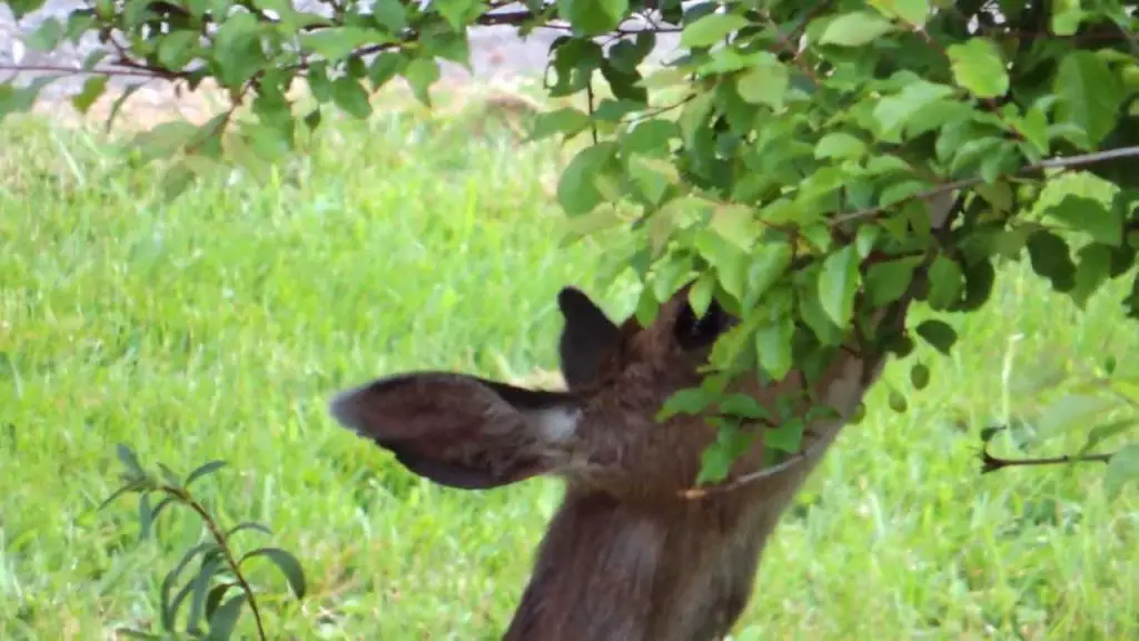 Do Deer Eat Plums