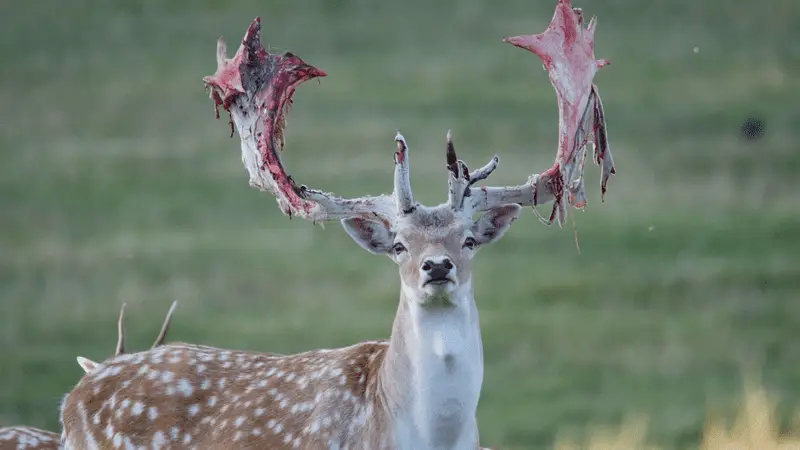 Deer Antlers Blood