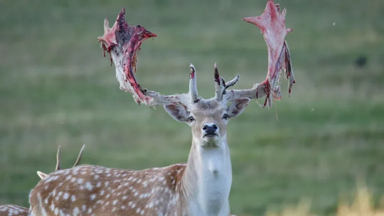 Deer Shedding Velvet