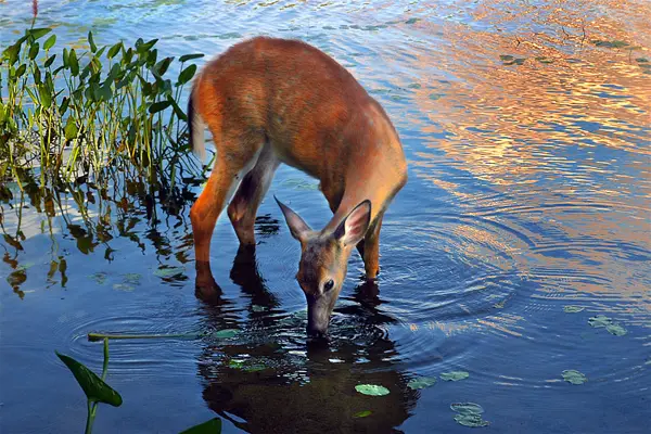 Do Deers Pant When They Sense Water?