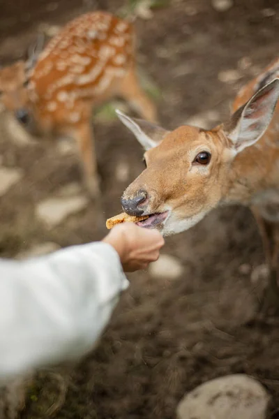 Sweet Feed for Deer