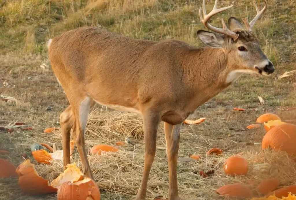 Do Deer Eat Gourds