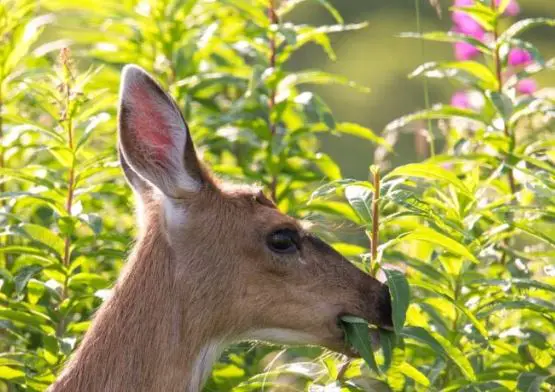 Do Deer Love Eating Cucumbers