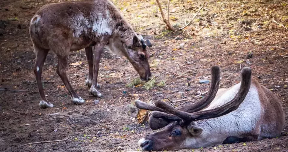 Do Deer Mourn Their Dead