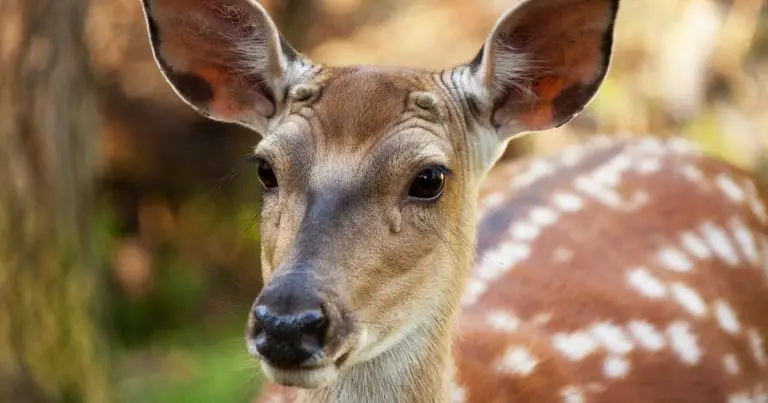 Do Female Deer Have Antlers?