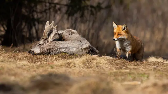 Do Foxes Eat Dee