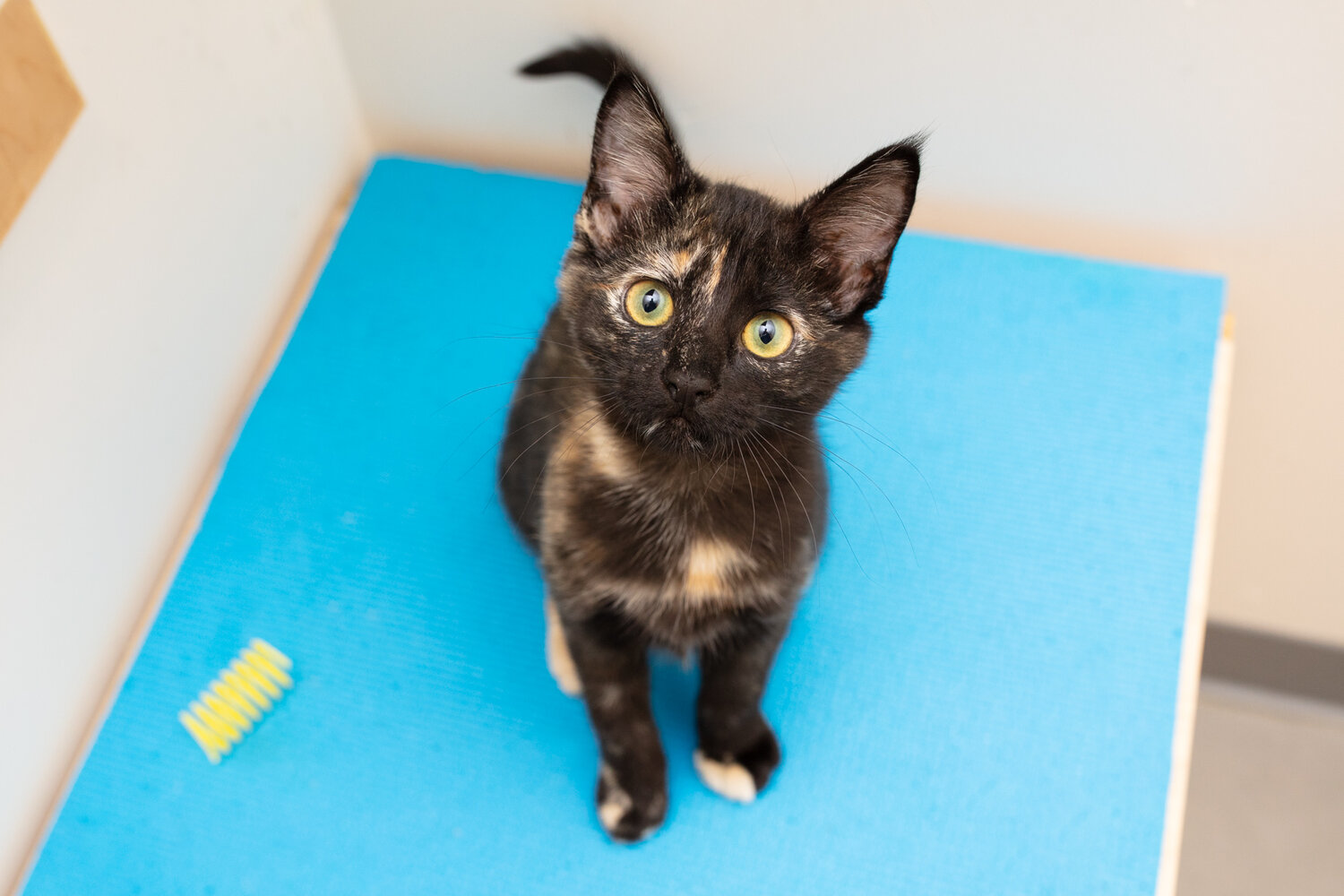 The Fascinating Truth: Do Male Cats Recognize Their Kittens? - nickiy.com