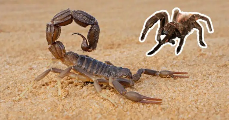 Can Scorpions And Tarantulas Live Together?