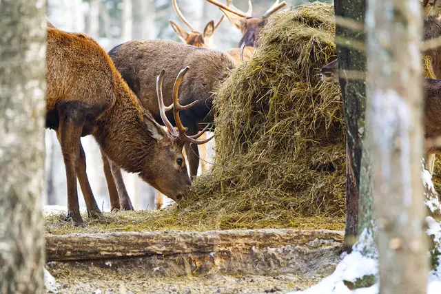 Can Deer Eat Hay