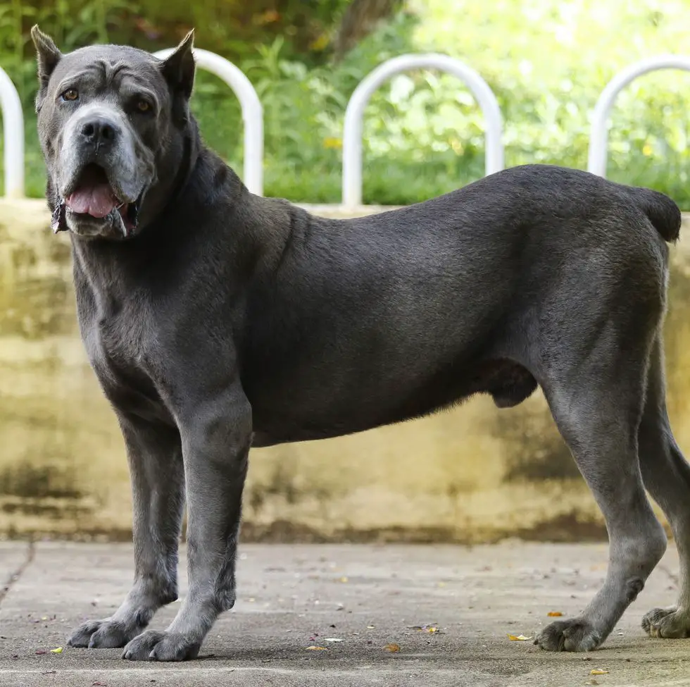 Unleashing the Power: English Mastiff Bite Strength and Other Shocking Facts!