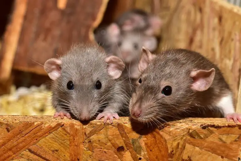 The Spooky Reasons Why Rats Make Noise When They Die