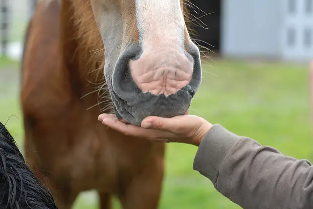 Why Do Horses Like Sugar Cubes?