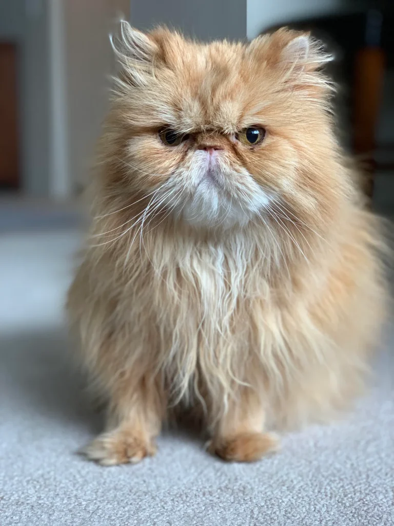 Different Cat Breeds in Angry Mode