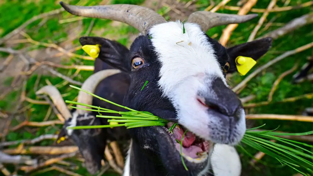 What Can Goats Eat? The Ultimate Goat Diet Directory: Optimize Their Nutrition