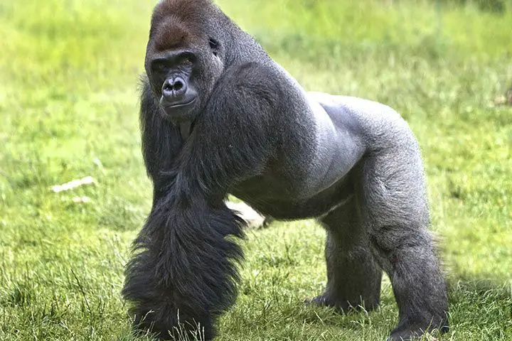 Can Gorillas Be Pets