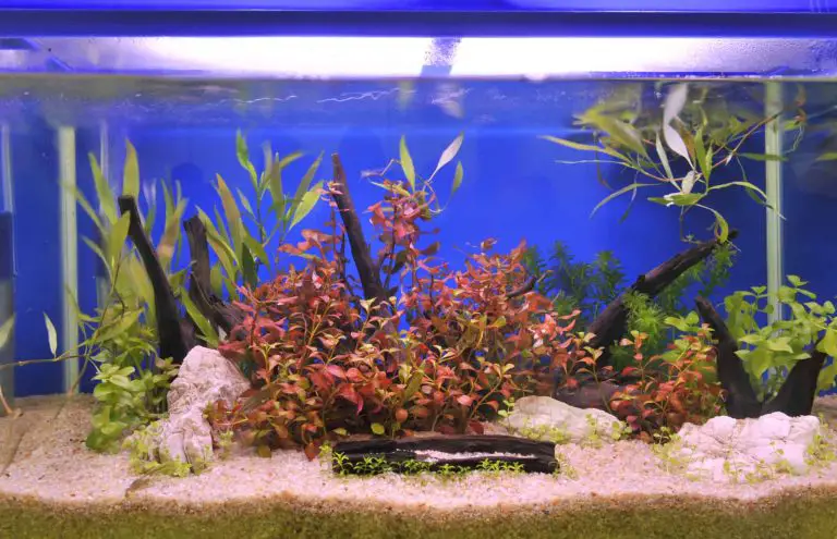 What Aquarium Substrate is Right For Your Fish Tank?