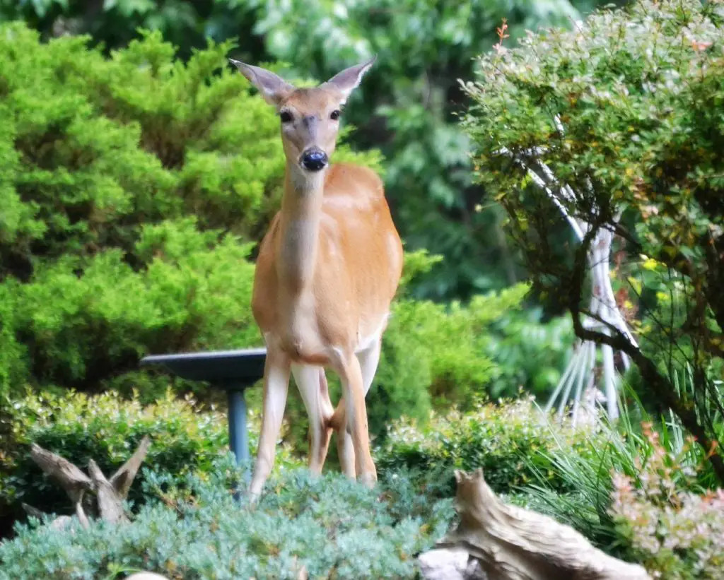 Do Deer Eat Eggplant