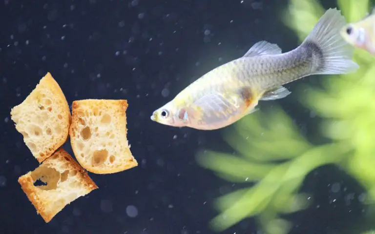 Can Fish Eat Bread?