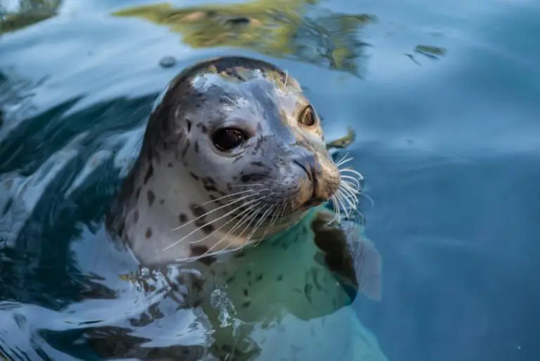 Discover the Real Reason Why Seals Look Like Dogs!