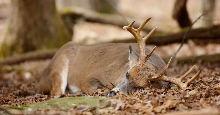 Where Do Deer Sleep When It Rains?