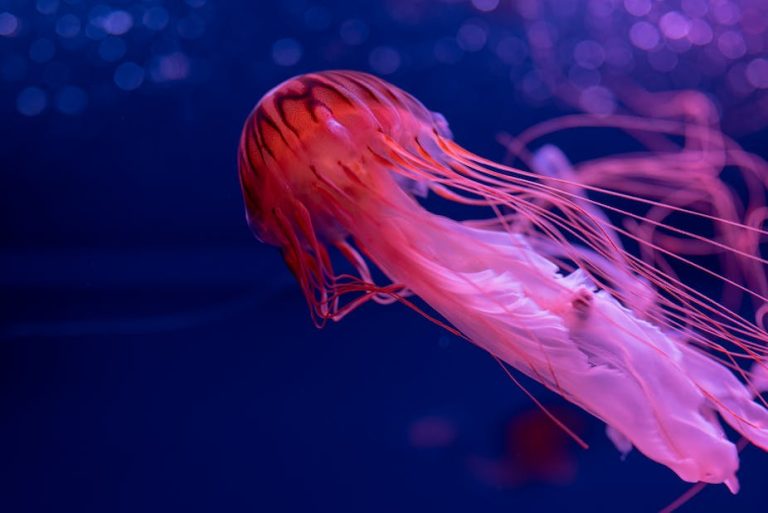 How Do Jellyfish Eat?