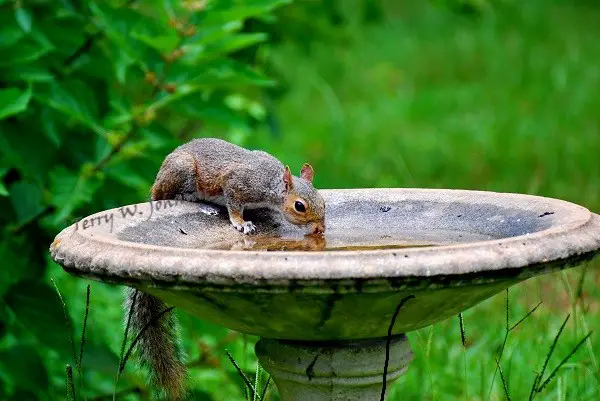 How Do Squirrels Drink Water?