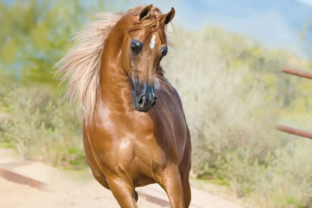 How Fast Can a Arabian Horse Run?